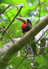 Ivory-billed Aracari